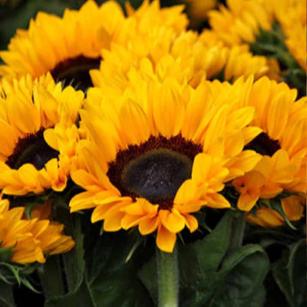 photo of sunflowers