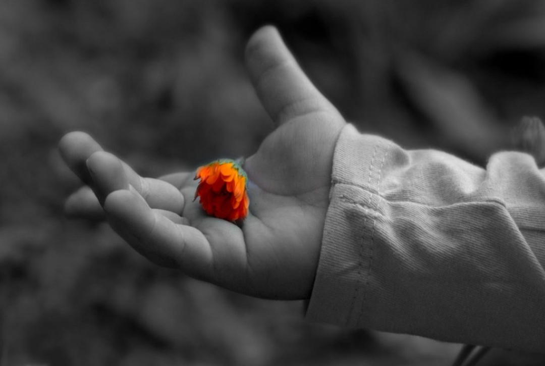 photo of a child's hand holding a flower