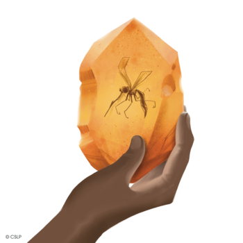 A hand holding a piece of amber with a mosquito trapped inside.